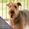 Adfors Saint-Gobain ADFORS Pet Resistant 48 in. W X 7 ft. L Charcoal Polyester Pet Screen Cloth FCS8994-M - alternate 4